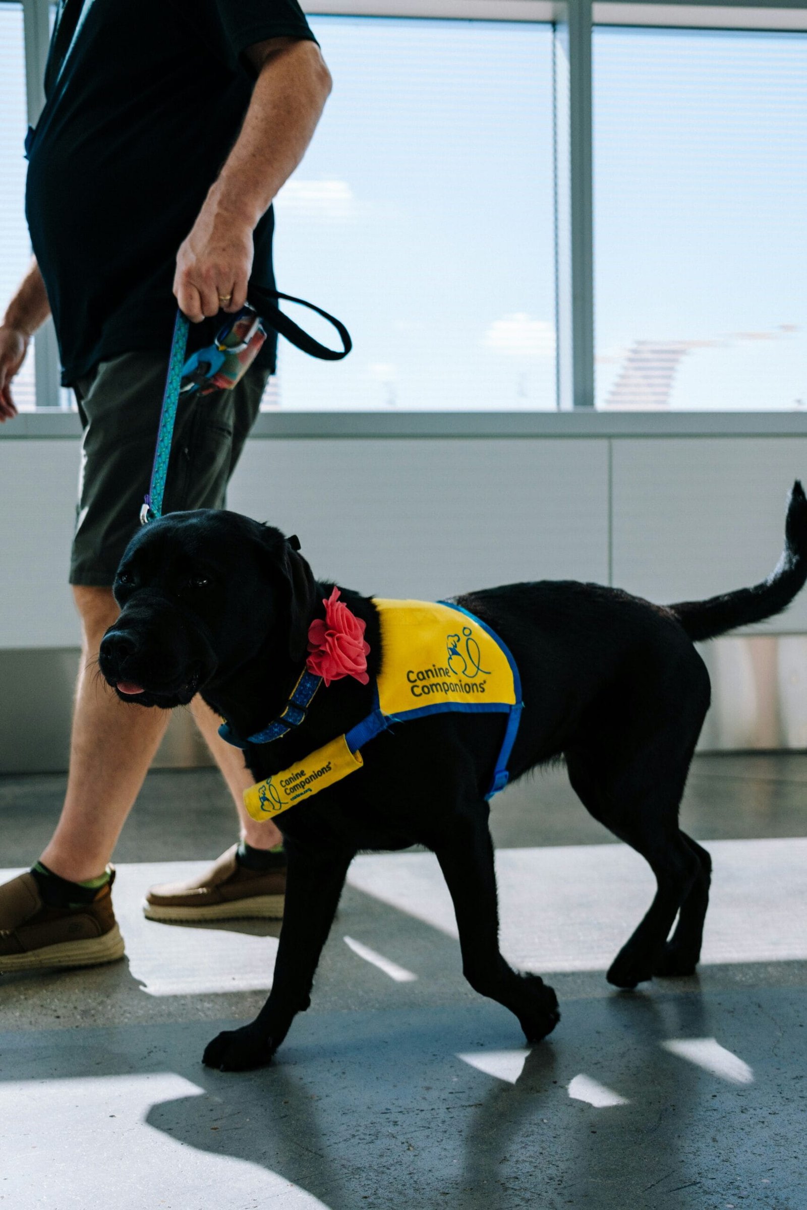 Trained service dog assisting a visitor at the camp